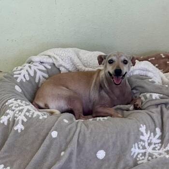 Isabelle 0030 -  Chihuahua and Mixed Breed Dog for Adoption in Loxahatchee Groves, Florida - Isabelle 0030 | PetCurious