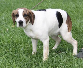 Janet (Spayed) (Photos August 8th 2026) -  Hound Dog for Adoption in Marietta, Ohio - Janet (Spayed) (Photos August 8th 2026) | PetCurious