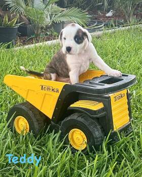 Bear Litter - Teddy -  Boxer Dog for Adoption in Monticello, New York - Bear Litter - Teddy | PetCurious