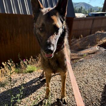Daisy -  Belgian Shepherd Malinois Dog for Adoption in Lakehead, California - Daisy | PetCurious