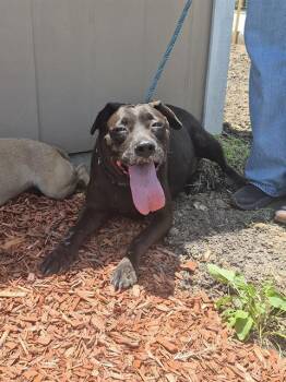 JAVA -  Labrador Retriever Dog for Adoption in San Antonio, Texas - JAVA | PetCurious