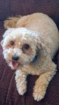 Rescue Poodle Dogs for Adoption in Lodi, California - Jessie | PetCurious