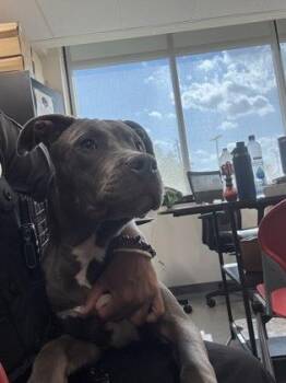 King -  Mixed Breed Dog for Adoption in West Chester, Pennsylvania - King | PetCurious