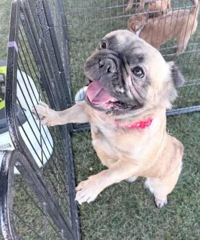 French Bulldog Dogs Available for Adoption in Lutz, Florida - Foxy | PetCurious