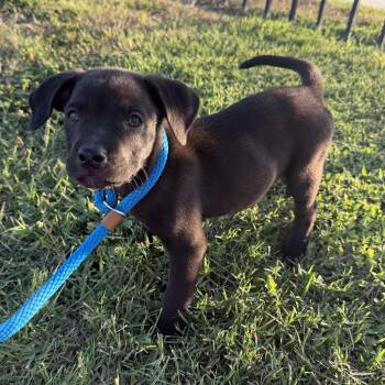 Ravioli -  American Staffordshire Terrier Dog for Adoption in Harlingen, Texas - Ravioli | PetCurious