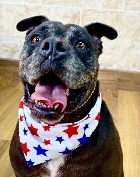 OTTO- big sweetie -  Pit Bull Terrier and Mastiff Dog for Adoption - OTTO- Big Sweetie | PetCurious