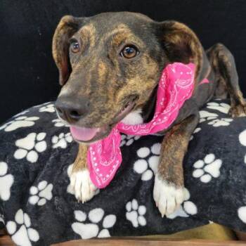 Scarlett -  Labrador Retriever and Mixed Breed Dog for Adoption in Leesburg, Alabama - Scarlett | PetCurious