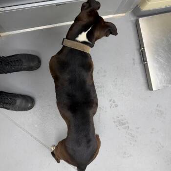Mixed Breed Dogs Available for Adoption in Columbus, Georgia - 05/02/2026-Stray-PineGroveWay | PetCurious