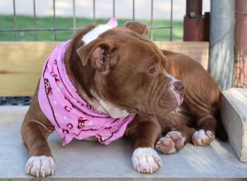 Avery -  American Bulldog Dog for Adoption in Fort Worth, Texas - Avery | PetCurious