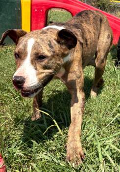 Rescue Terrier Dogs for Adoption in Bossier City, Louisiana - Tessa | PetCurious