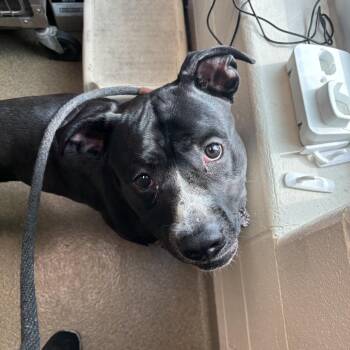 Mace -  Pit Bull Terrier and Mixed Breed Dog for Adoption in Council Bluffs, Iowa - Mace | PetCurious