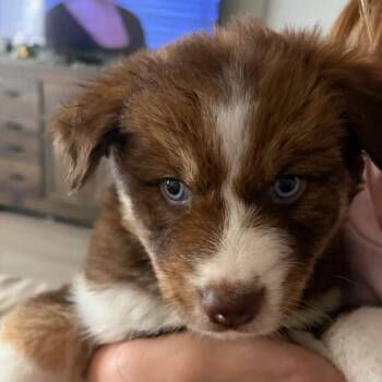 Monty -  Australian Shepherd Dog for Adoption in Las Vegas, Nevada - Monty | PetCurious