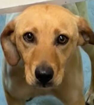 Black Mouth Cur Dogs Available for Adoption in Elizabethton, Tennessee - LIBERTY | PetCurious