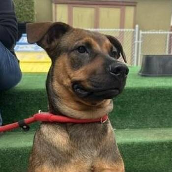 Danny -  Shepherd and Rottweiler Dog for Adoption in Burbank, California - Danny | PetCurious