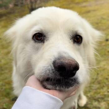 Great Pyrenees Dogs Available for Adoption in Yaphank, New York - Pearl | PetCurious