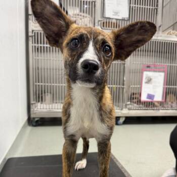 Pandora -  Boxer and Mixed Breed Dog for Adoption in Abilene, Texas - Pandora | PetCurious