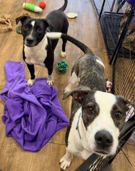 Pearl -  American Bulldog Dog Available for Adoption in Troy, Alabama - Pearl | PetCurious
