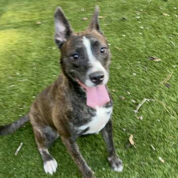 Brindi -  Pit Bull Terrier Dog for Adoption in Magnolia, Texas - Brindi | PetCurious