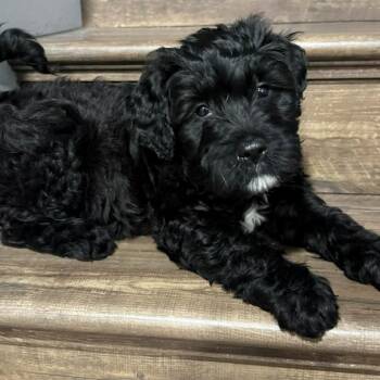 Labrador Retriever and Poodle Dogs Available for Adoption - Dolphini -*Available 2/28*Chino Hills Location | PetCurious