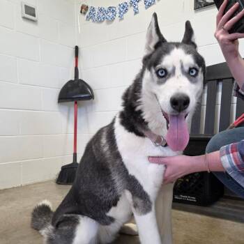 Husky Dogs Available for Adoption in Jasper, Indiana - Luella | PetCurious