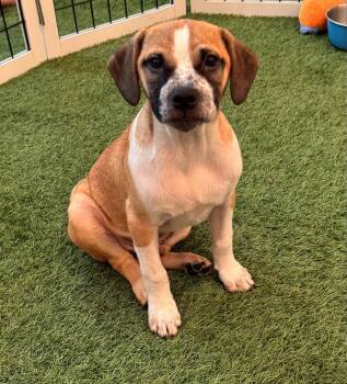 Mick -  Hound and Black Mouth Cur Dog for Adoption in Sanford, Florida - Mick | PetCurious