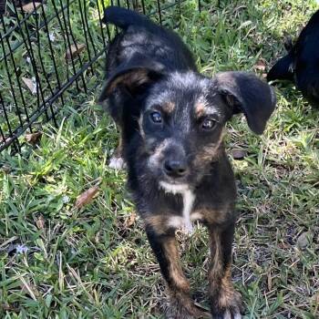 Terrier and Mixed Breed Dogs Available for Adoption in Loxahatchee Groves, Florida - Emily 1995 | PetCurious