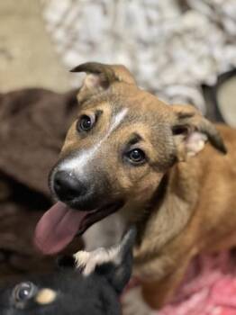 Shepherd and Border Collie Dogs Available for Adoption - Davis | PetCurious