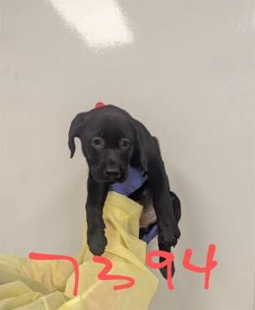 Labrador Retriever Dogs Available for Adoption - BONNIE | PetCurious