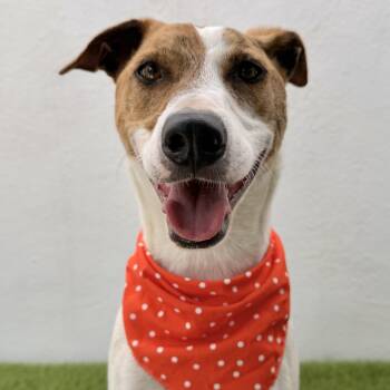 COOPER -  Jack Russell Terrier and Parson Russell Terrier Dog for Adoption in San Diego, California - COOPER | PetCurious
