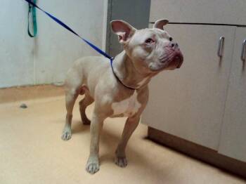 BLUE -  American Staffordshire Terrier Dog for Adoption in Martinez, California - BLUE | PetCurious
