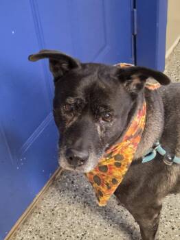 Lady -  Pit Bull Terrier Dog for Adoption in Crete, Illinois - Lady | PetCurious