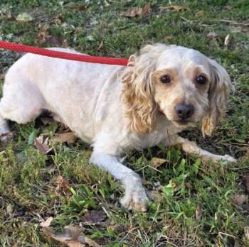 Rescue Golden Retriever and Poodle Dogs for Adoption in Malvern, Pennsylvania - Khloe | PetCurious