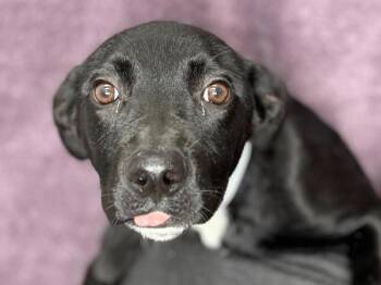 Mike -  Staffordshire Bull Terrier and Mixed Breed Dog for Adoption in Portland, Oregon - Mike | PetCurious