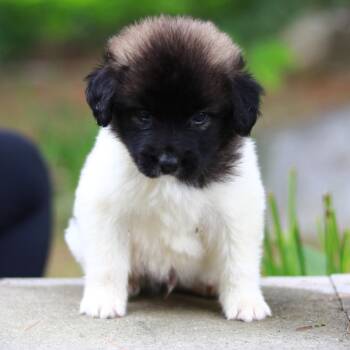CT Jambo avail Aug 15 (Stafford Farmers Mkt- Stafford, CT) -  Collie and Shepherd Dog for Adoption in Stormville, New York - CT Jambo Avail Aug 15 (Stafford Farmers Mkt- Stafford, CT) | PetCurious