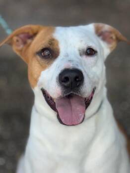 Rescue Pit Bull Terrier Dogs for Adoption in Houston, Texas - Carter | PetCurious