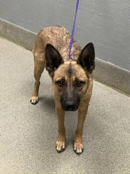 Belgian Shepherd Malinois and Mixed Breed Dogs Available for Adoption in Las Vegas, Nevada - MOCHA | PetCurious