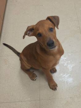 Woody -  Mixed Breed Dog for Adoption in Bossier City, Louisiana - Woody | PetCurious