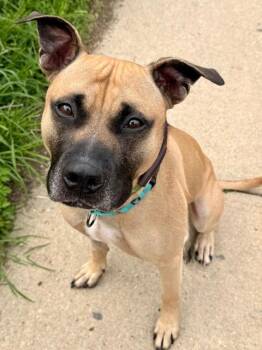 Harbor -  American Staffordshire Terrier Dog for Adoption in Long Beach, New York - Harbor | PetCurious