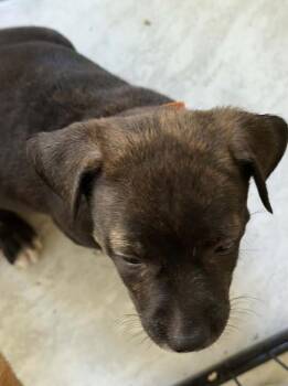 Lily -  Mixed Breed and Dutch Shepherd Dog for Adoption in Middletown, Connecticut - Lily | PetCurious