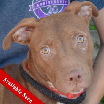 Millie -  American Staffordshire Terrier and American Bulldog Dog for Adoption in Huntley, Illinois - Millie | PetCurious