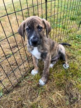 Crackle -  Labrador Retriever Dog for Adoption in Grand Rapids, Michigan - Crackle | PetCurious