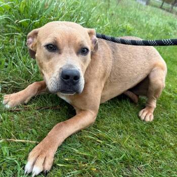 Patty -  Mixed Breed Dog for Adoption in Parrish, Alabama - Patty | PetCurious