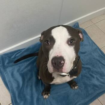 Terrier and Pit Bull Terrier Dogs Available for Adoption in Elyria, Ohio - Kato | PetCurious