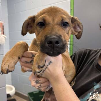 Ryan -  Shepherd Dog for Adoption in Washington, District Of Columbia - Ryan | PetCurious