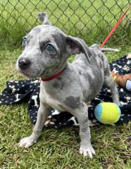 Capri -  Labrador Retriever Dog for Adoption in Tarrytown, Georgia - Capri | PetCurious