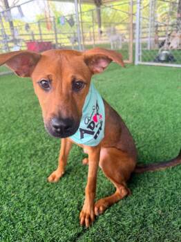 Troya -  Mixed Breed Dog for Adoption in New York, New York - Troya | PetCurious