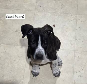 Rescue Mixed Breed Dogs for Adoption - Coast Guard | PetCurious