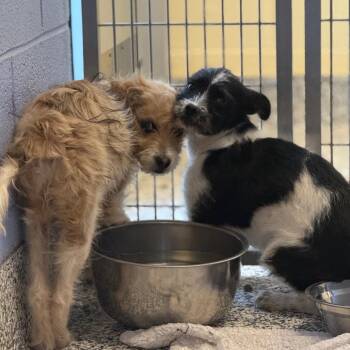 Chihuahua and Mixed Breed Dogs Available for Adoption - Bailey(Burp) | PetCurious