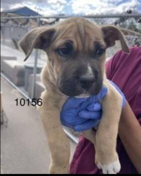 Gummy -  Pit Bull Terrier Dog for Adoption in Victorville, California - Gummy | PetCurious