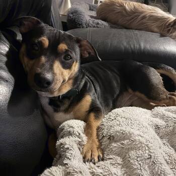 Butch -  Terrier Dog for Adoption in East Lansing, Michigan - Butch | PetCurious